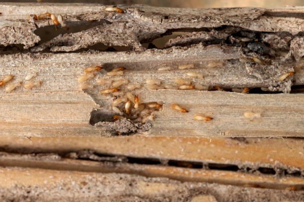 Best Residential Pest Control  in Breckenridge Hills, MO